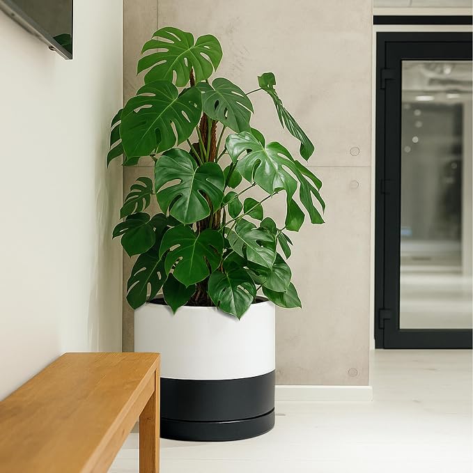 D'vine Dev 14 Inch Ceramic Planter Pot, Black White Two Tone, 94-O-G-L | Modern Cylinder Design, Drainage Hole & Saucer Included, Stable Structure, Elegant Home Accent