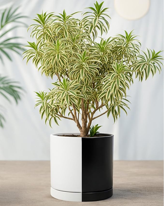 D'vine Dev 10 Inch Ceramic Planter Pot, Black White Split, 94-O-E-0 | Modern Cylinder Design, Drainage Hole & Saucer Included, Stable Structure, Elegant Home Accent