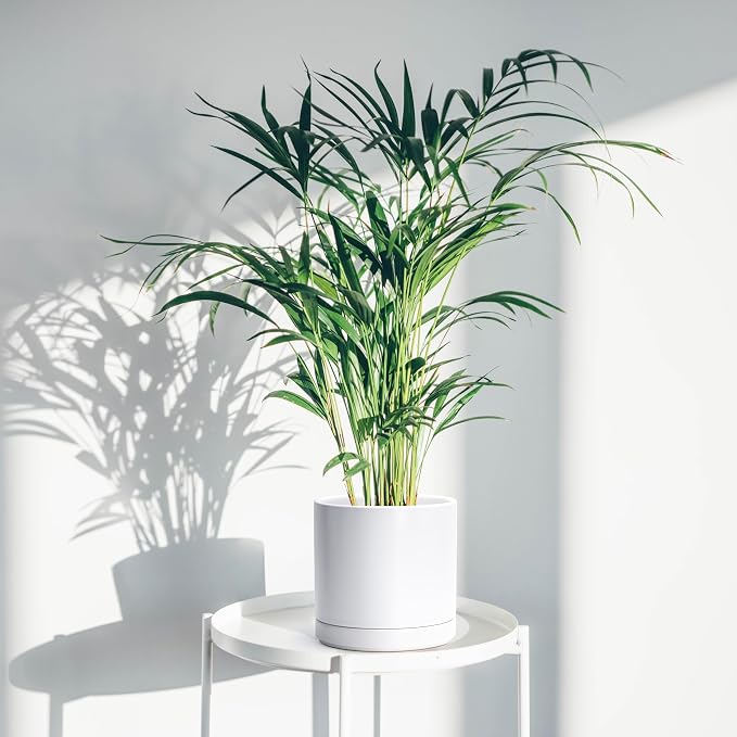 D'vine Dev 8.2 Inch Ceramic Planter Pot, White, 94-O-D-1 | Modern Cylinder Design, Drainage Hole & Saucer Included, Stable Structure, Elegant Home Accent