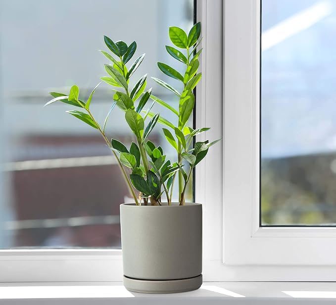D'vine Dev 6 Inch Ceramic Planter Pot, Grey, 94-O-C-3 | Modern Cylinder Design, Drainage Hole & Saucer Included, Stable Structure, Elegant Home Accent