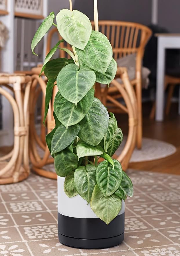 D'vine Dev 10 Inch Ceramic Planter Pot, Black White Two Tone, 94-O-E-L | Modern Cylinder Design, Drainage Hole & Saucer Included, Stable Structure, Elegant Home Accent