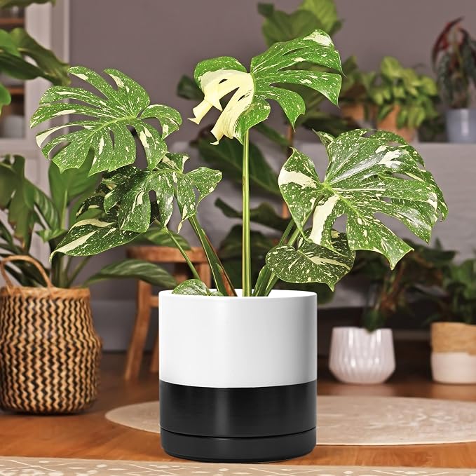 D'vine Dev 10 Inch Ceramic Planter Pot, Black White Two Tone, 94-O-E-L | Modern Cylinder Design, Drainage Hole & Saucer Included, Stable Structure, Elegant Home Accent