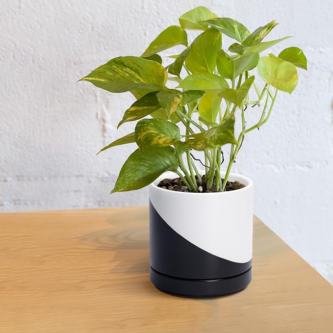 D'vine Dev 6.5 Inch Ceramic Planter Pot, Black White Diagonal, 94-O-C-K | Modern Cylinder Design, Drainage Hole & Saucer Included, Stable Structure, Elegant Home Accent