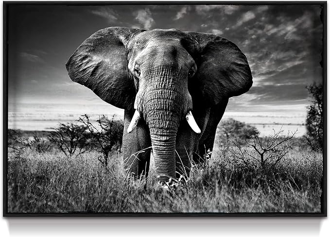 Framed Elephant Picture Wall Decor: Black White African Animals Painting Tropical Wildlife Prints Nature Artwork For Bedroom Living Room 45x30
