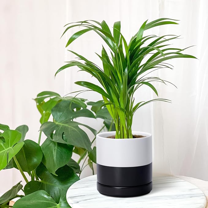 D'vine Dev 6.5 Inch Ceramic Planter Pot, Black White Two Tone, 94-O-C-L | Modern Cylinder Design, Drainage Hole & Saucer Included, Stable Structure, Elegant Home Accent
