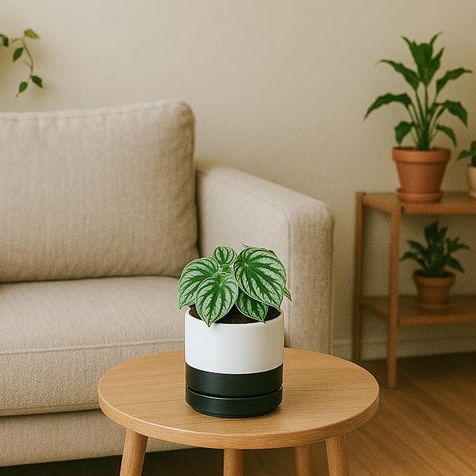 D'vine Dev 4.7 Inch Ceramic Planter Pot, Black White Two Tone, 94-O-B-L | Modern Cylinder Design, Drainage Hole & Saucer Included, Stable Structure, Elegant Home Accent