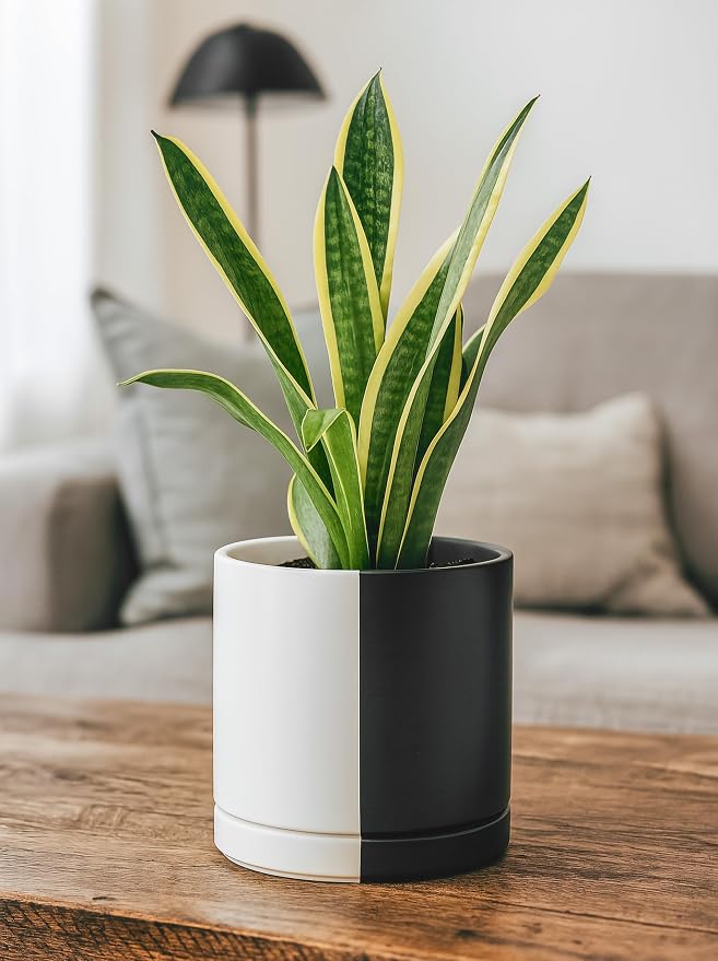 D'vine Dev 8.2 Inch Ceramic Planter Pot, Black White Split, 94-O-D-0 | Modern Cylinder Design, Drainage Hole & Saucer Included, Stable Structure, Elegant Home Accent