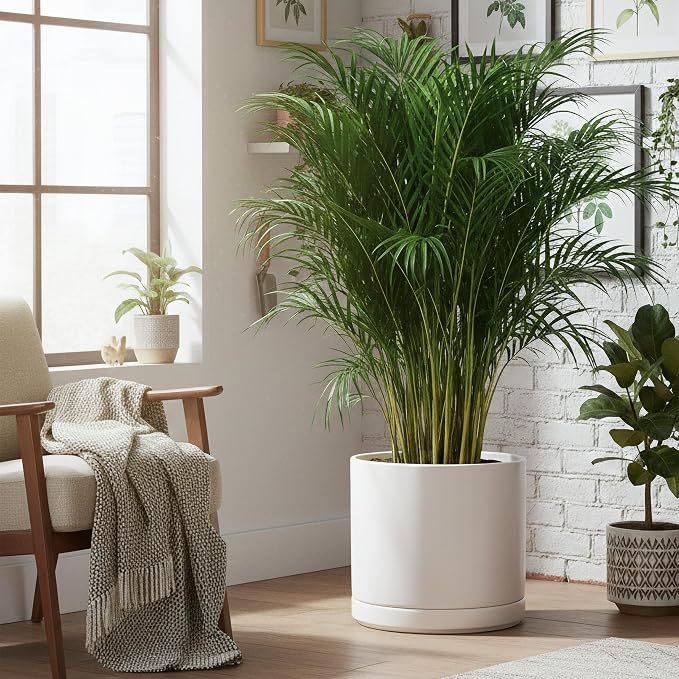D'vine Dev 16 Inch Ceramic Planter Pot, White, 94-O-H-1 | Modern Cylinder Design, Drainage Hole & Saucer Included, Stable Structure, Elegant Home Accent
